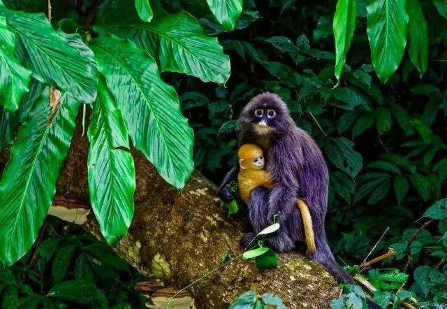 态云南好幸福菲氏叶猴宝宝紧紧依偎在妈妈的怀抱里