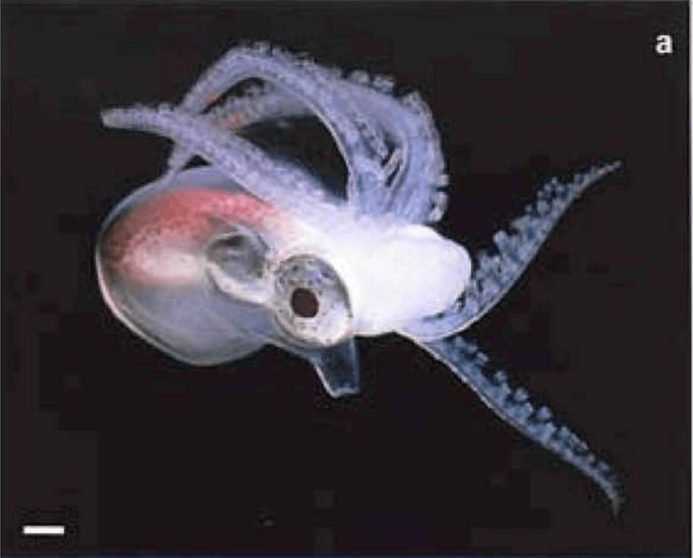 毯子章鱼雄性和雌性图片