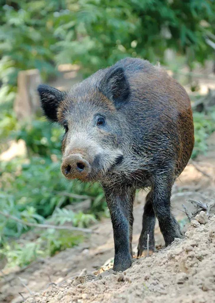 原创东北老人救回受伤野猪崽抚养15年体重2200斤野猪死后回报惊人