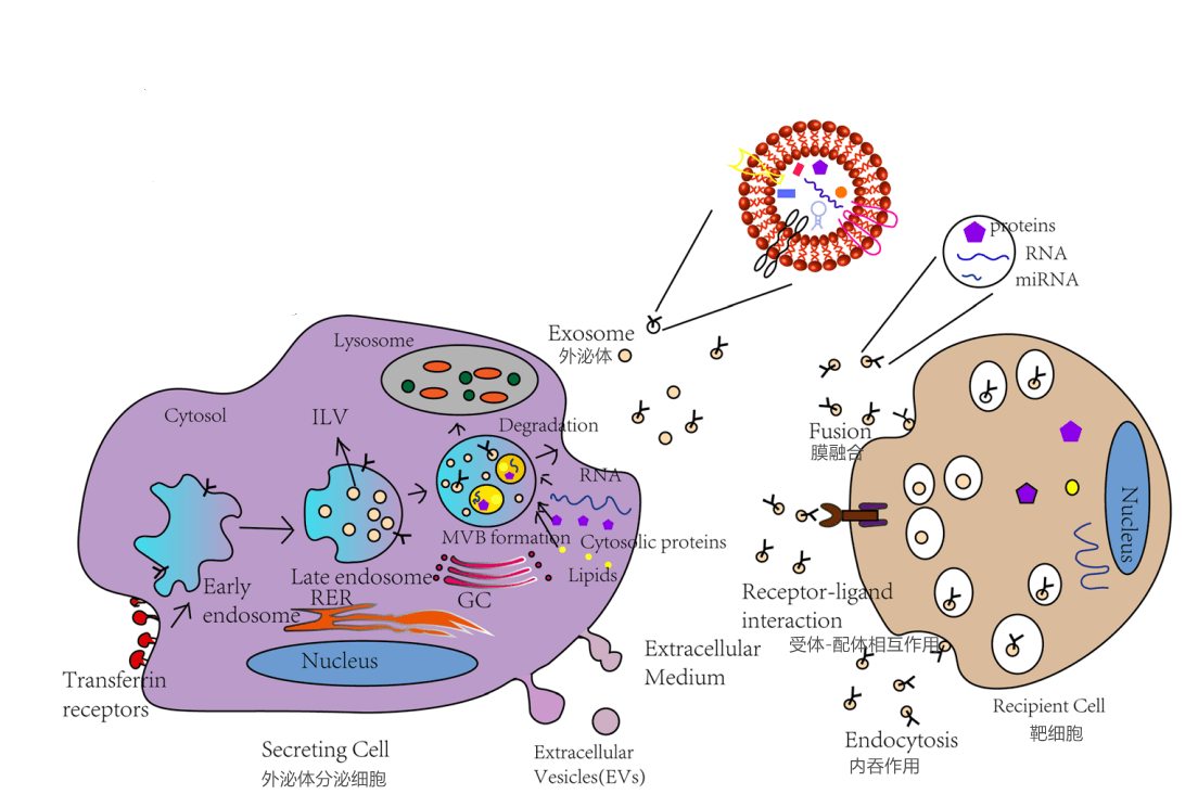 外泌体示意图图片