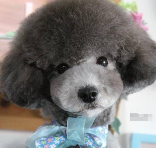 泰迪狗狗夏天短毛造型图片