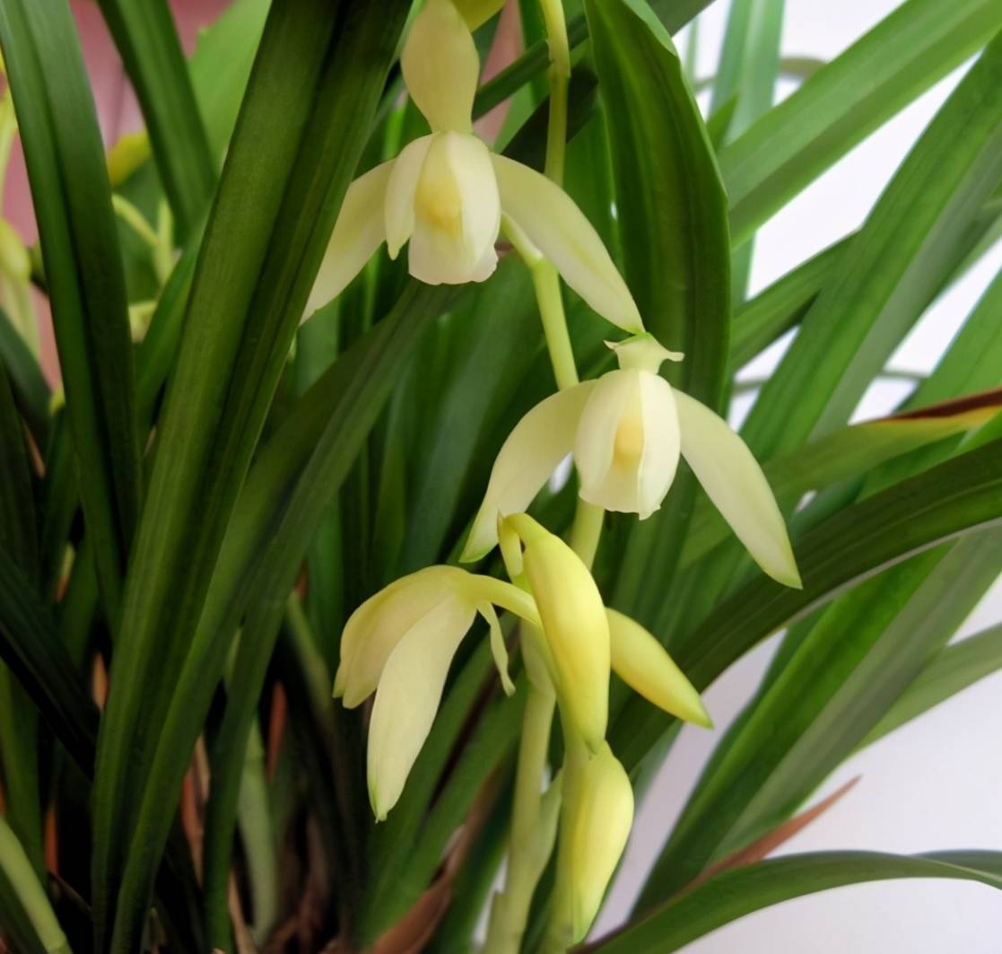 建兰"青山玉泉",勤花勤草,香气浓郁,价格便宜,新手养兰首选_兰花_花友