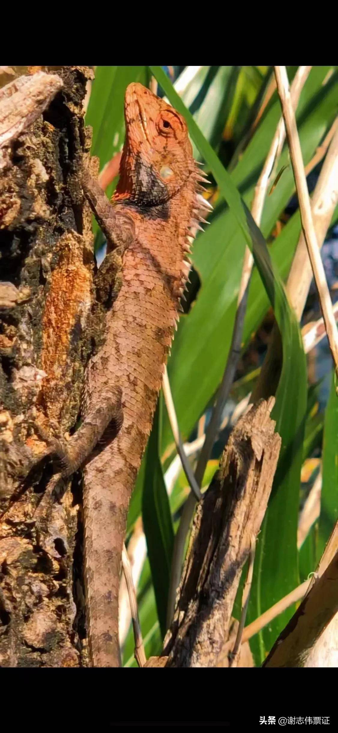 吉林省长春市的网友福禄寿喜财,每年春季都到海南陵水红磡香水湾过冬