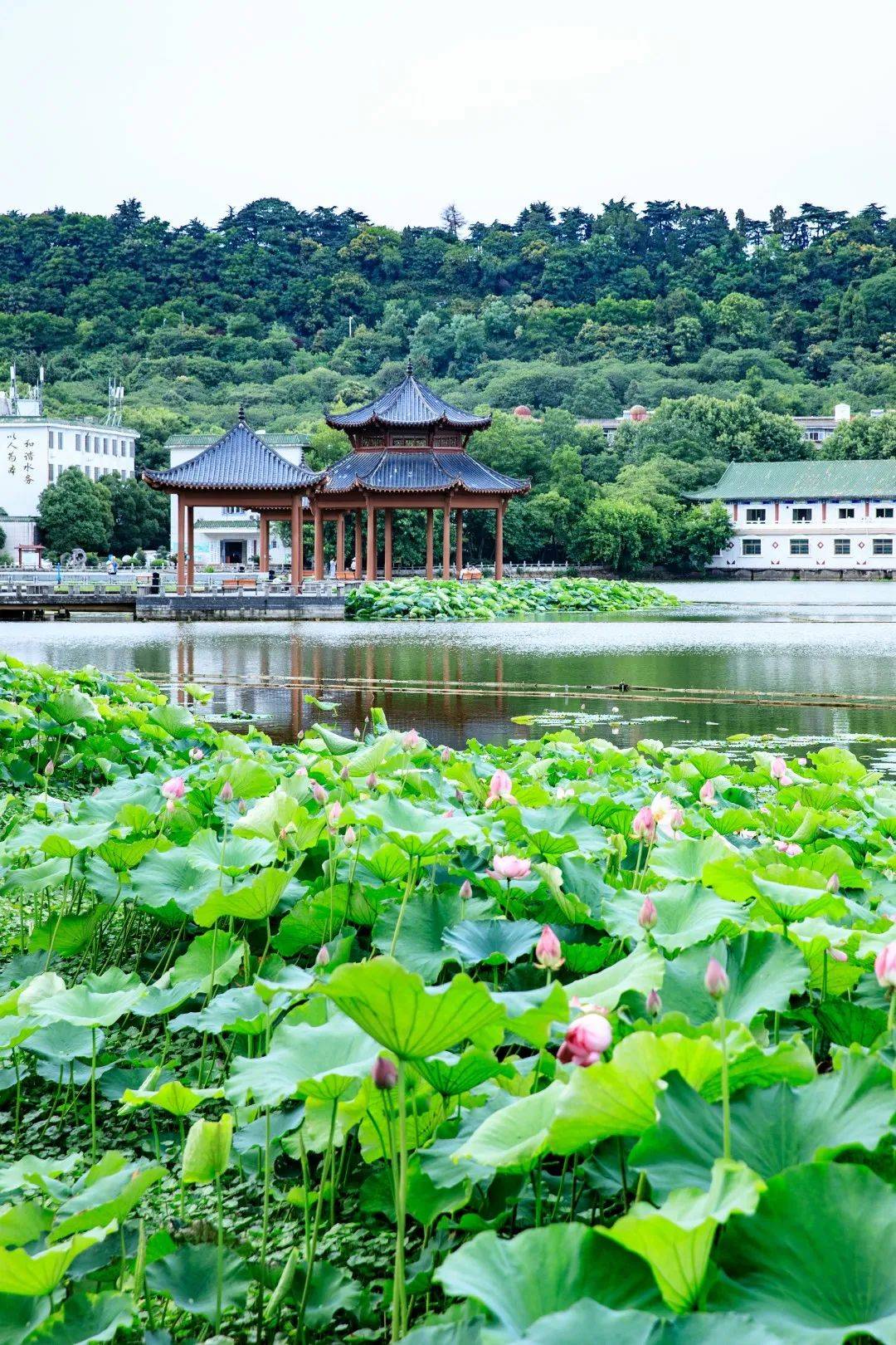 因李白字太白,号青莲居士,为纪念一代诗仙,莲花湖雅称由此而来.