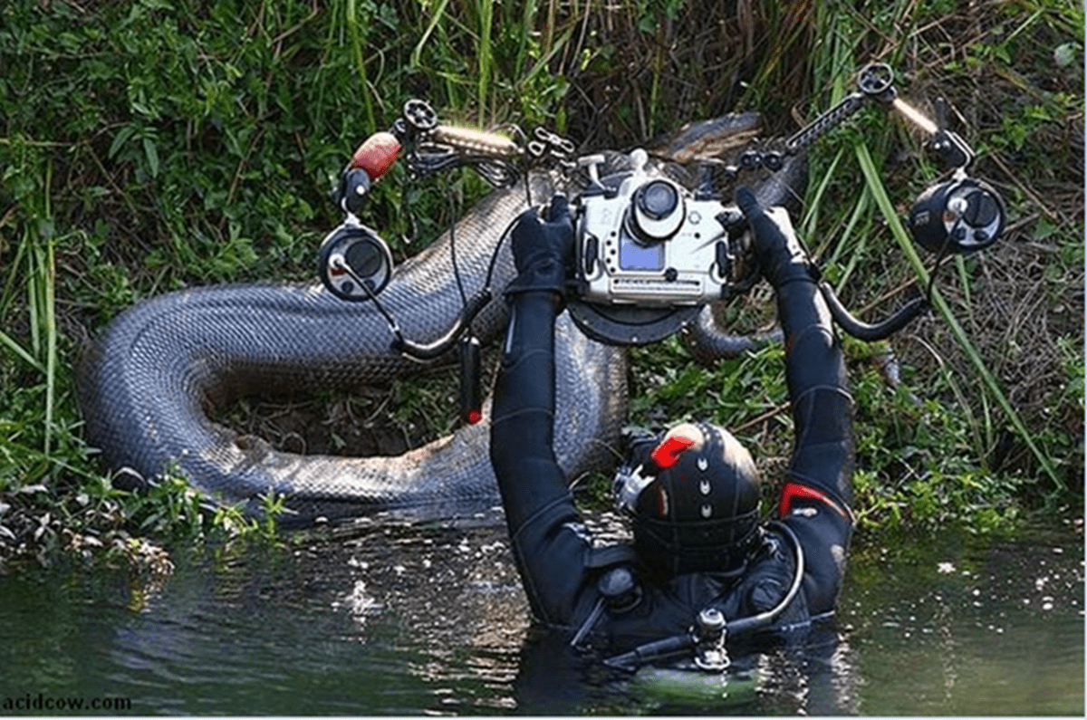 原创32张罕见的照片鳄鱼与电鳗过招结果被电鳗活活电死