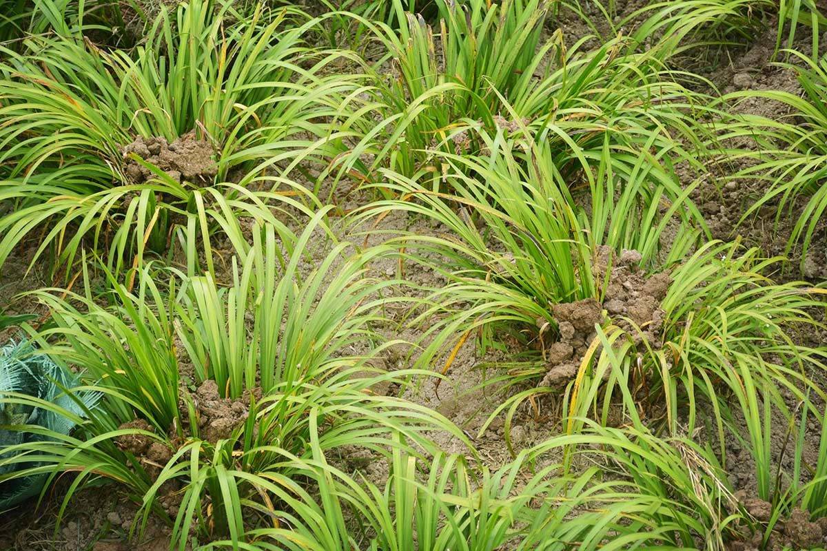 村民在田里栽插"新鲜物",全部人工操作,看忙成啥样_种植_石菖蒲_一行