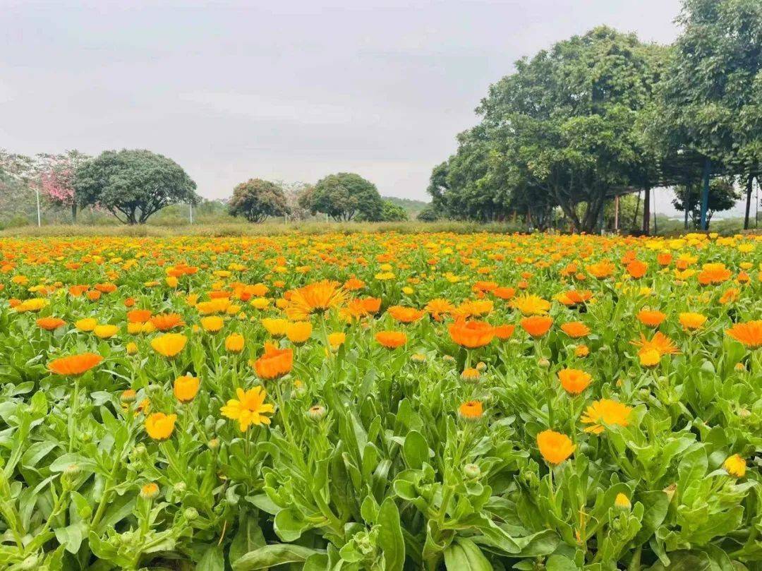 鹤山宅梧香草小镇图片