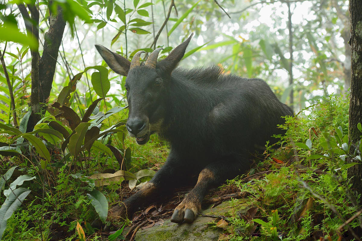 原创广东一保护区发现中华鬣羚像牛又像羊有天马之称