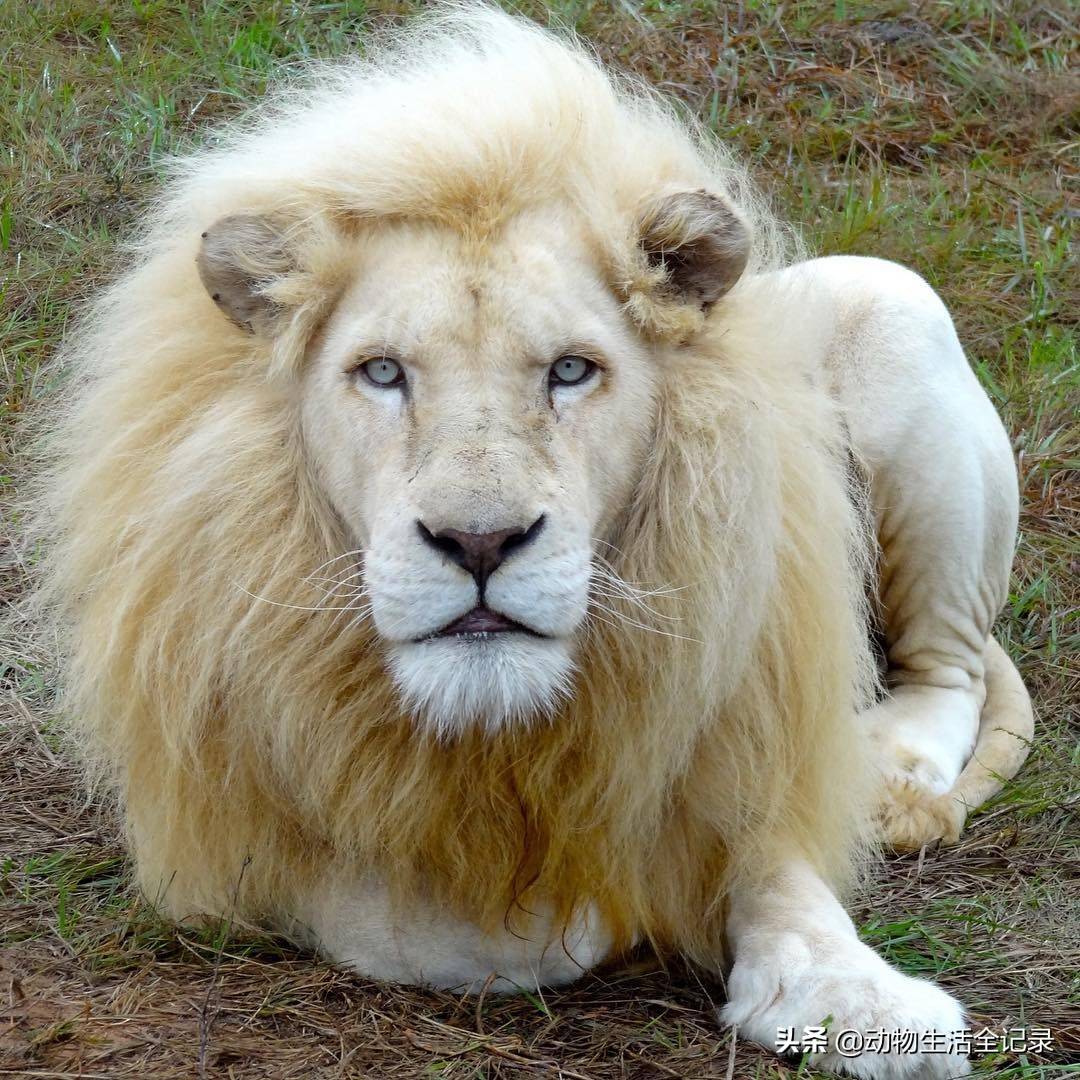原创白狮王特姆巴活到17岁高龄睡眠中死去老雄狮一路走好