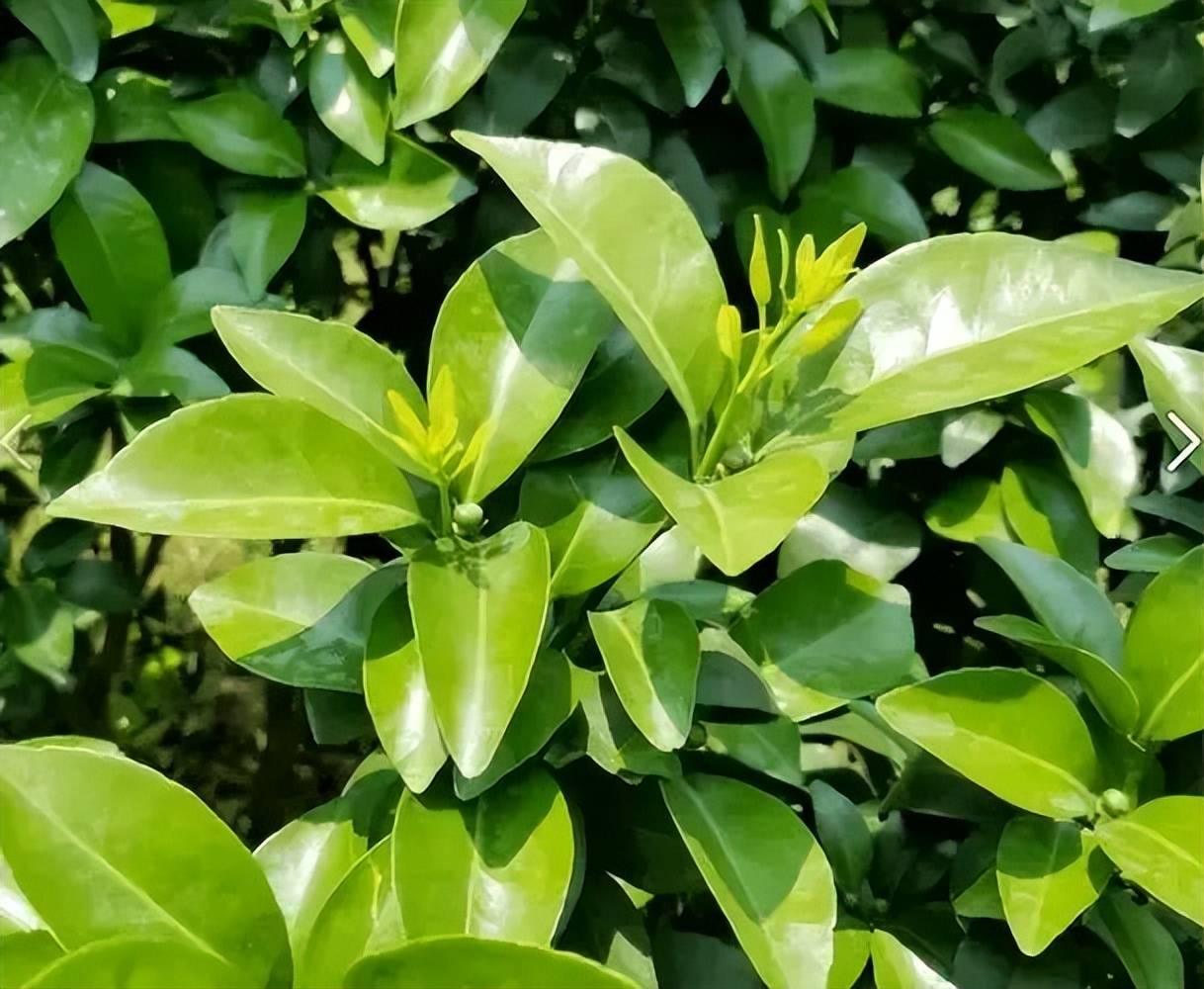 耙耙柑如何疏果(耙耙柑疏果定果在什么时间完成)