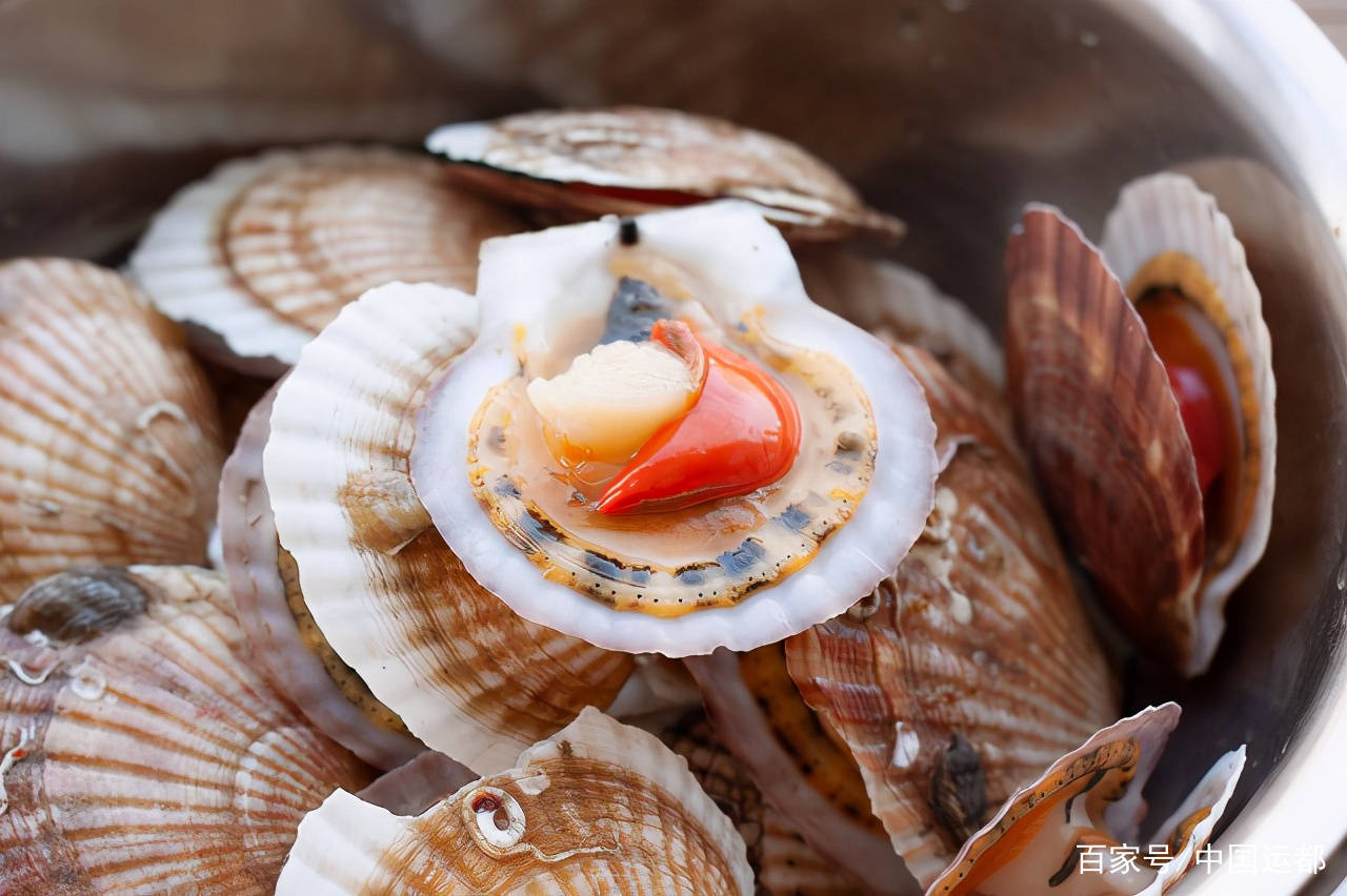 扇贝_我国_养殖