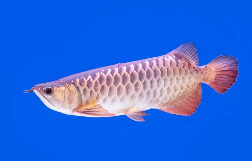 原创海洋十二生肖三水中贵族龙鱼与丑萌的海洋猛蛇海鳗