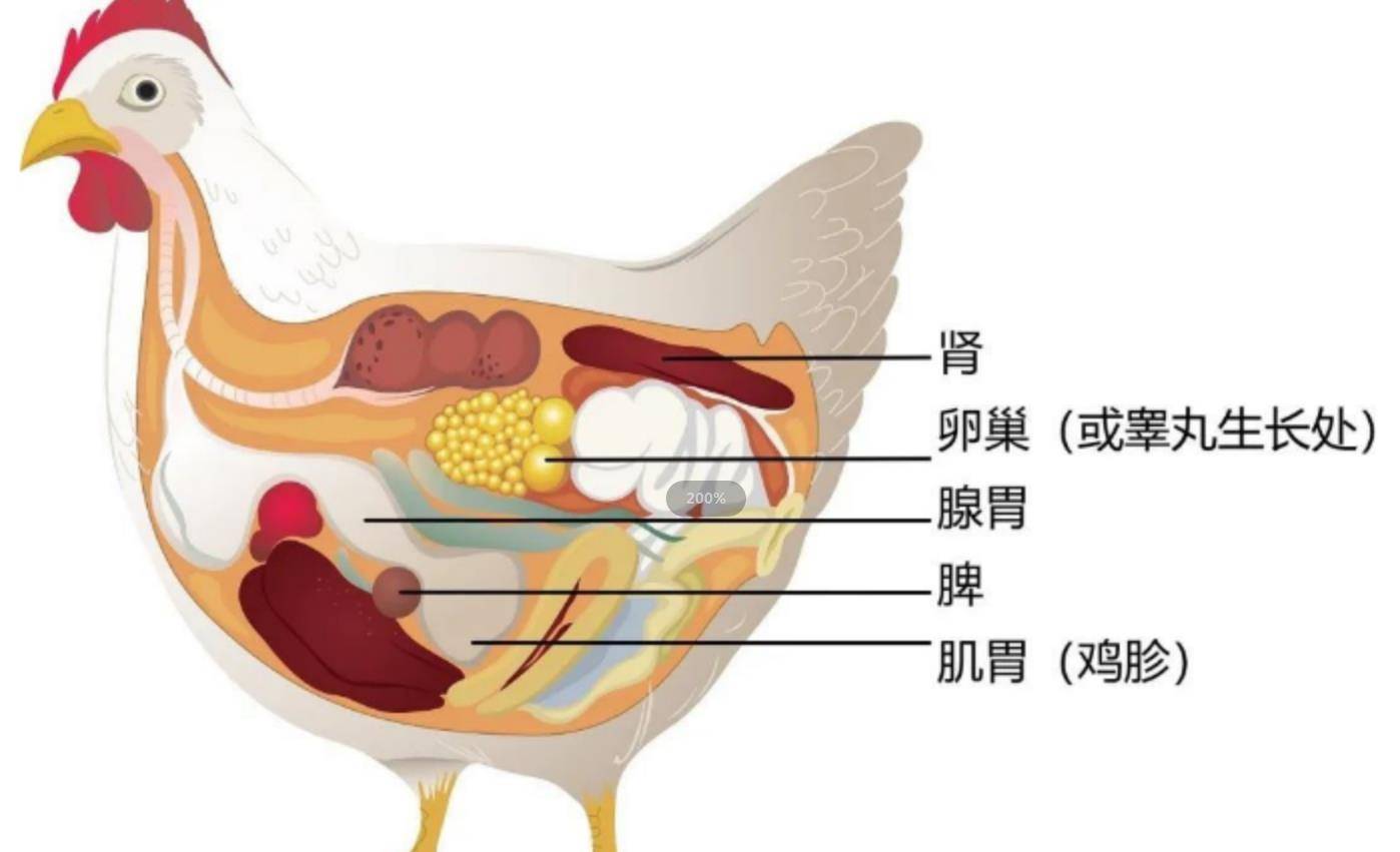 母鸡生理结构图片图片