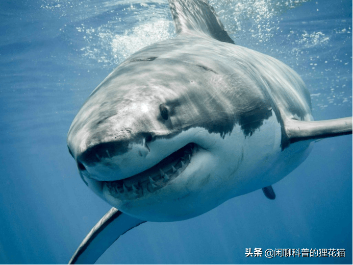 在如今的海洋中,虎鲸是唯一能真正威胁大白鲨的海洋生物,不过相对于
