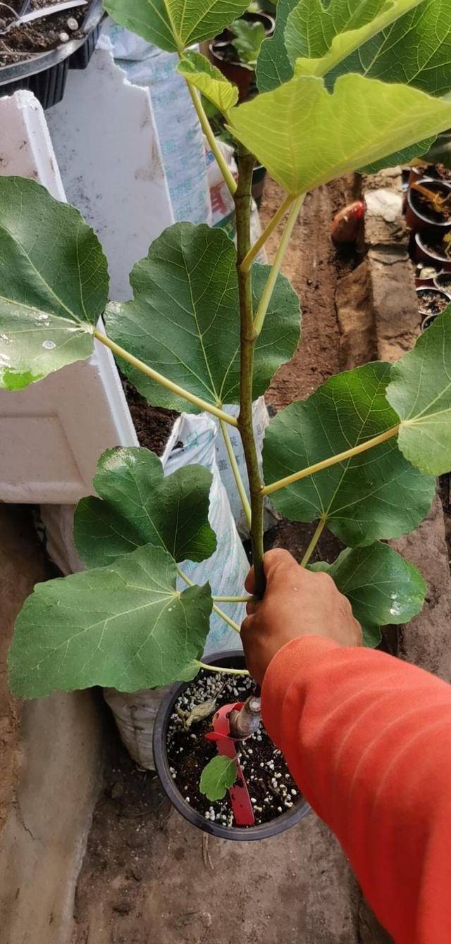 原创漂亮的无花果新贵黑尔无花果一个让人过目不忘的好果子