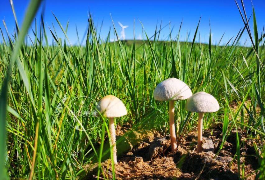 原创去草原上游玩遇到这样的蘑菇千万别采来吃