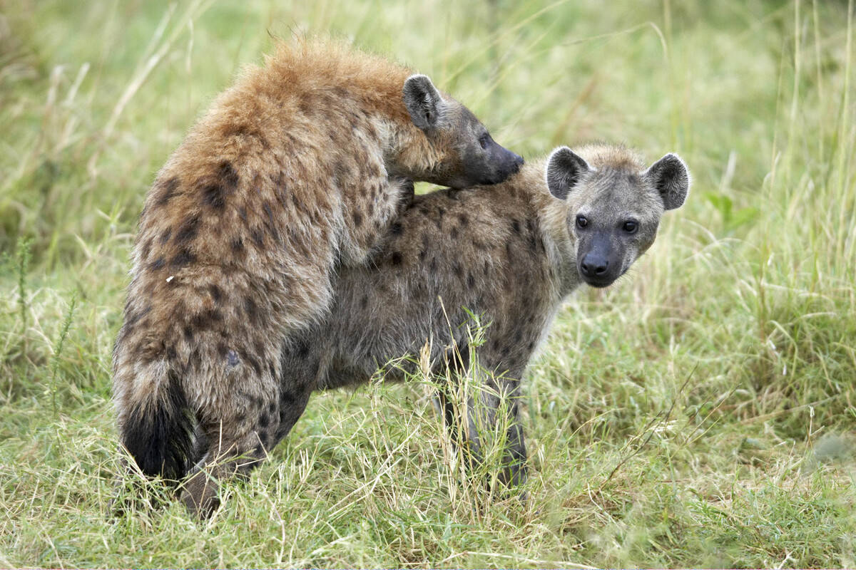 原创雌性斑鬣狗进化出假丁丁雌性斑鬣狗领导族群的原因竟是如此