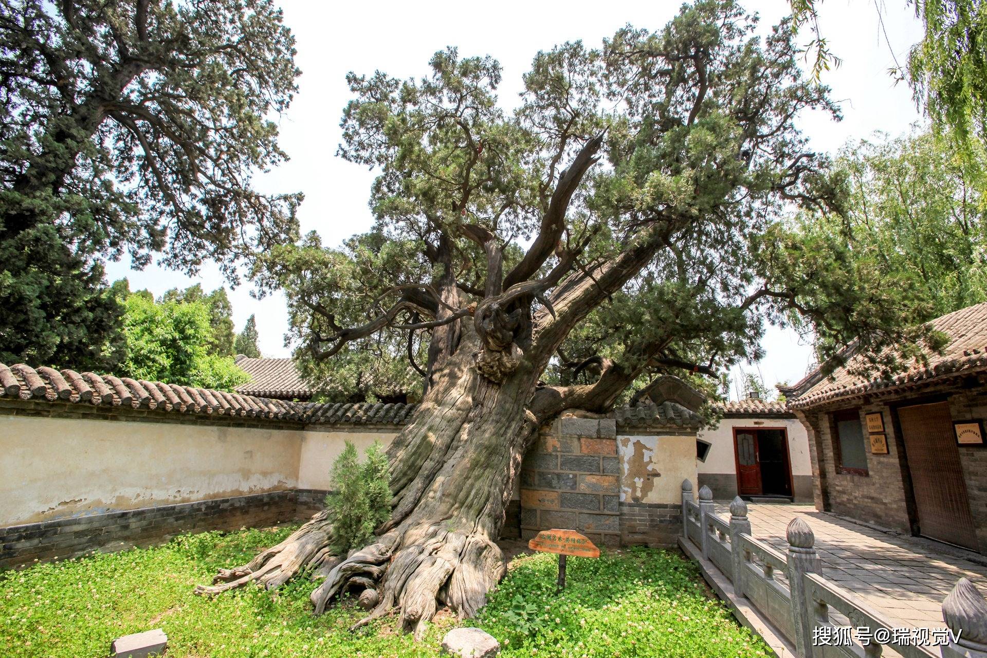 河南最古老的两株柏树5000岁,刘秀封其将军柏,谁大谁小错了40年_嵩阳