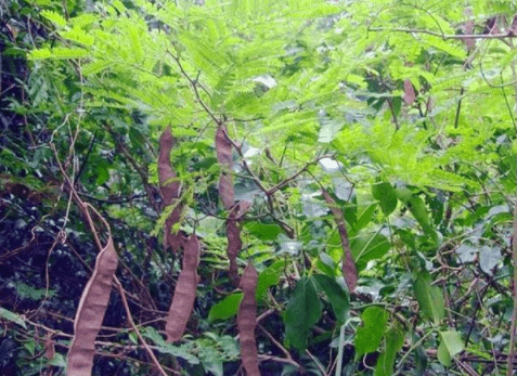 农村常见的野菜,人称"臭菜",闻着臭吃着香,如今要70元一斤_小羊_营养