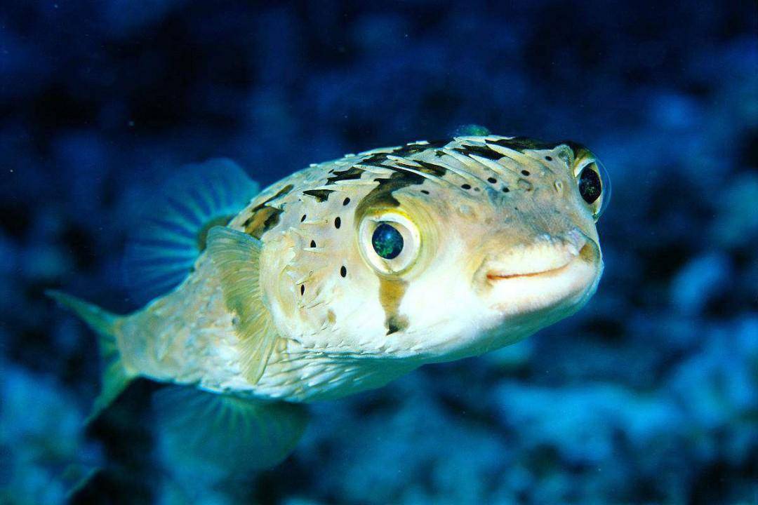 原创国外病患豪猪河豚戈尔迪已经挨饿好久牙齿阻碍了进食