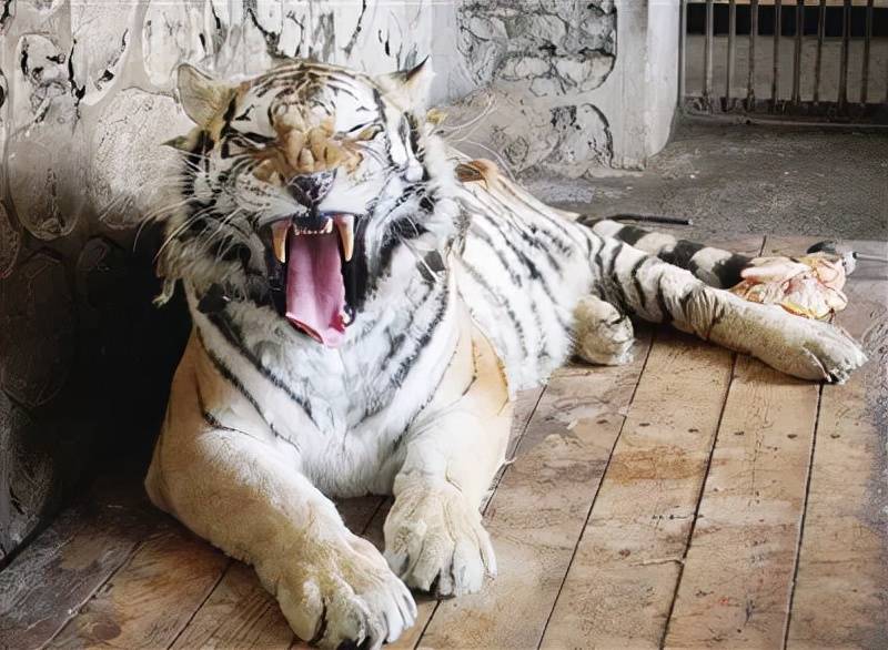 南阳动物园里这两只东北虎"明星"_成成_老虎_张保玲