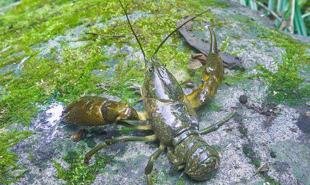 东北黑鳌虾对生存环境要求苛刻,只栖息于清澈没有污染的冷水溪流里