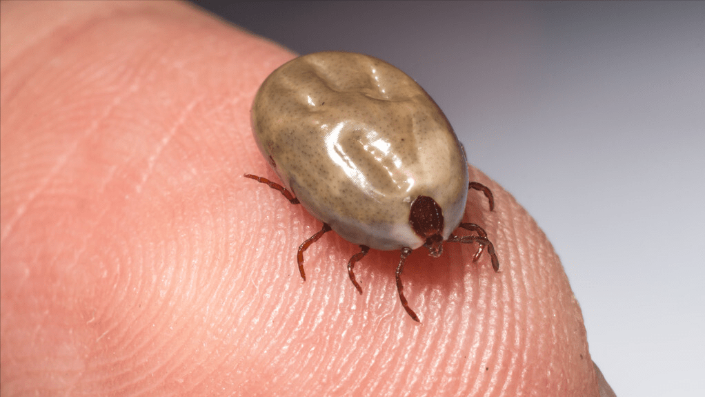 黄金_杨杰_蟒蛇