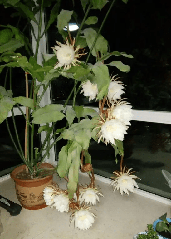 蓝妖昙花的养殖方法和注意事项教你昙花怎么养才能开花