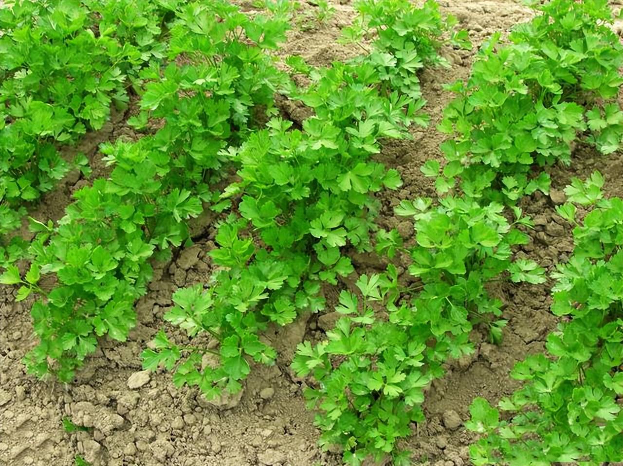 原創怎麼種植香菜發芽出苗快