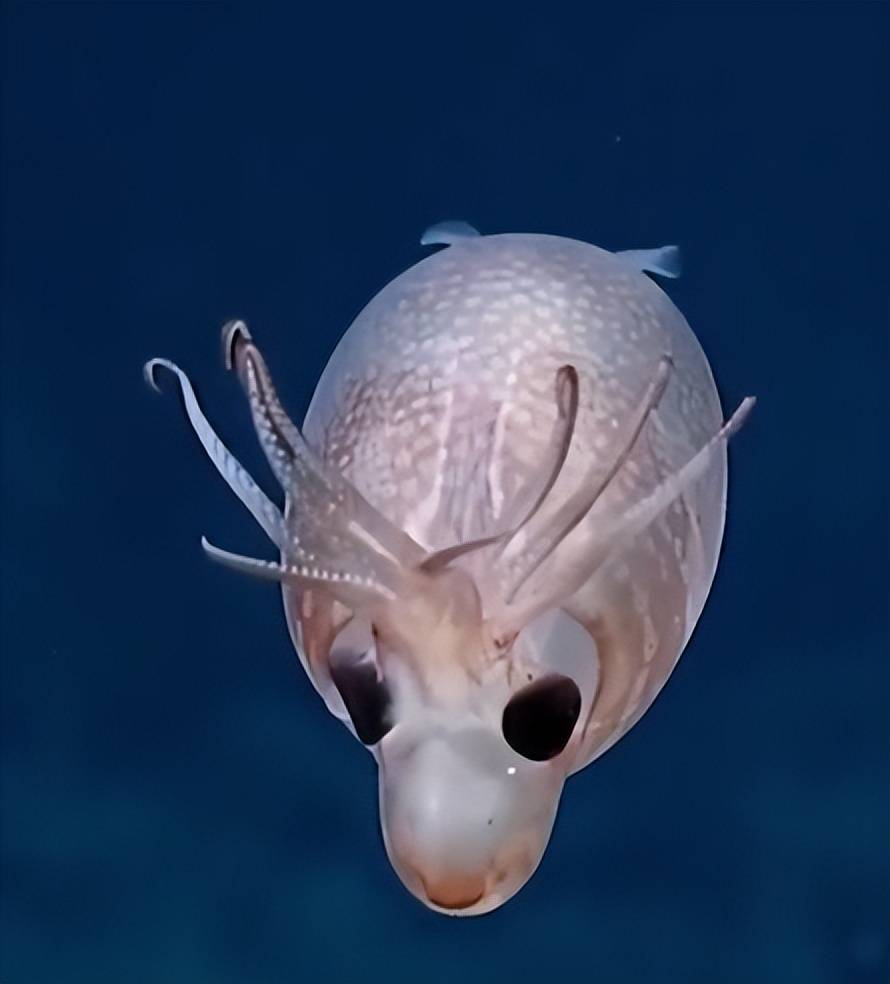 接着上期说到的奇葩怪异生物今天看看不一样的四不像