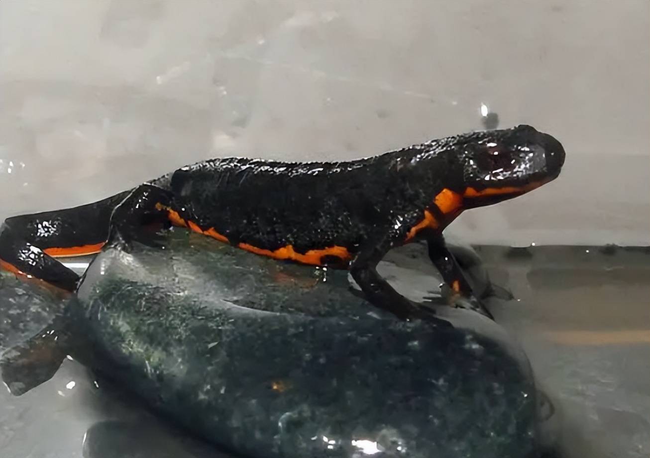 蝾螈_现实_原型