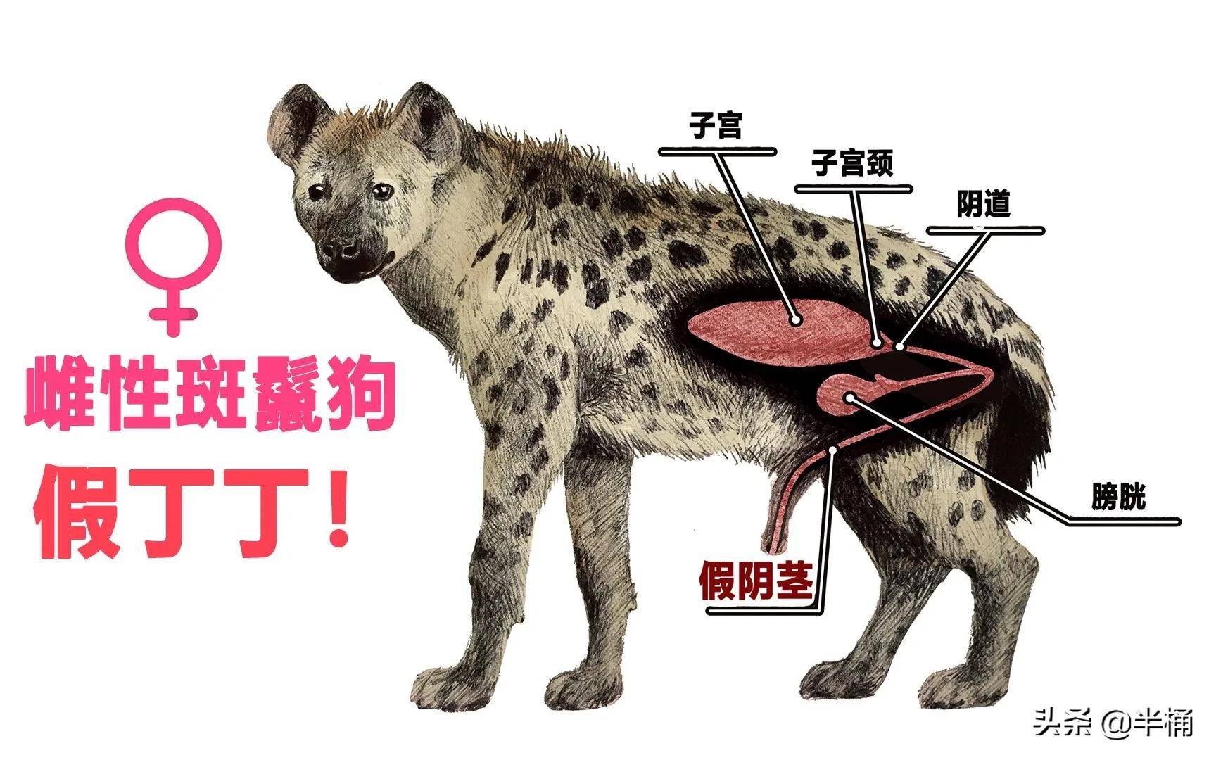 鬣狗独特的生理构造图片