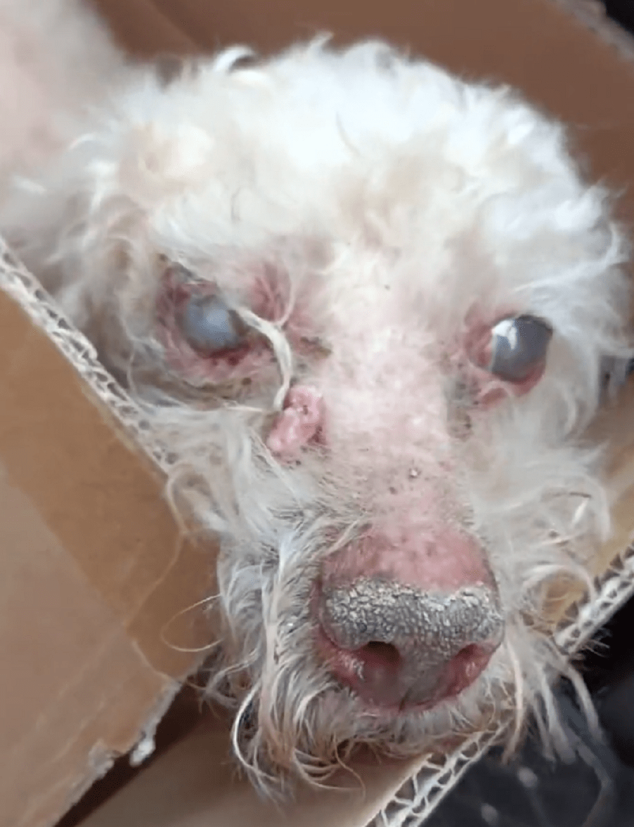 原创瞎眼患皮肤病的它在小区徘徊了一天遇上热心大姐让它重回主人身边