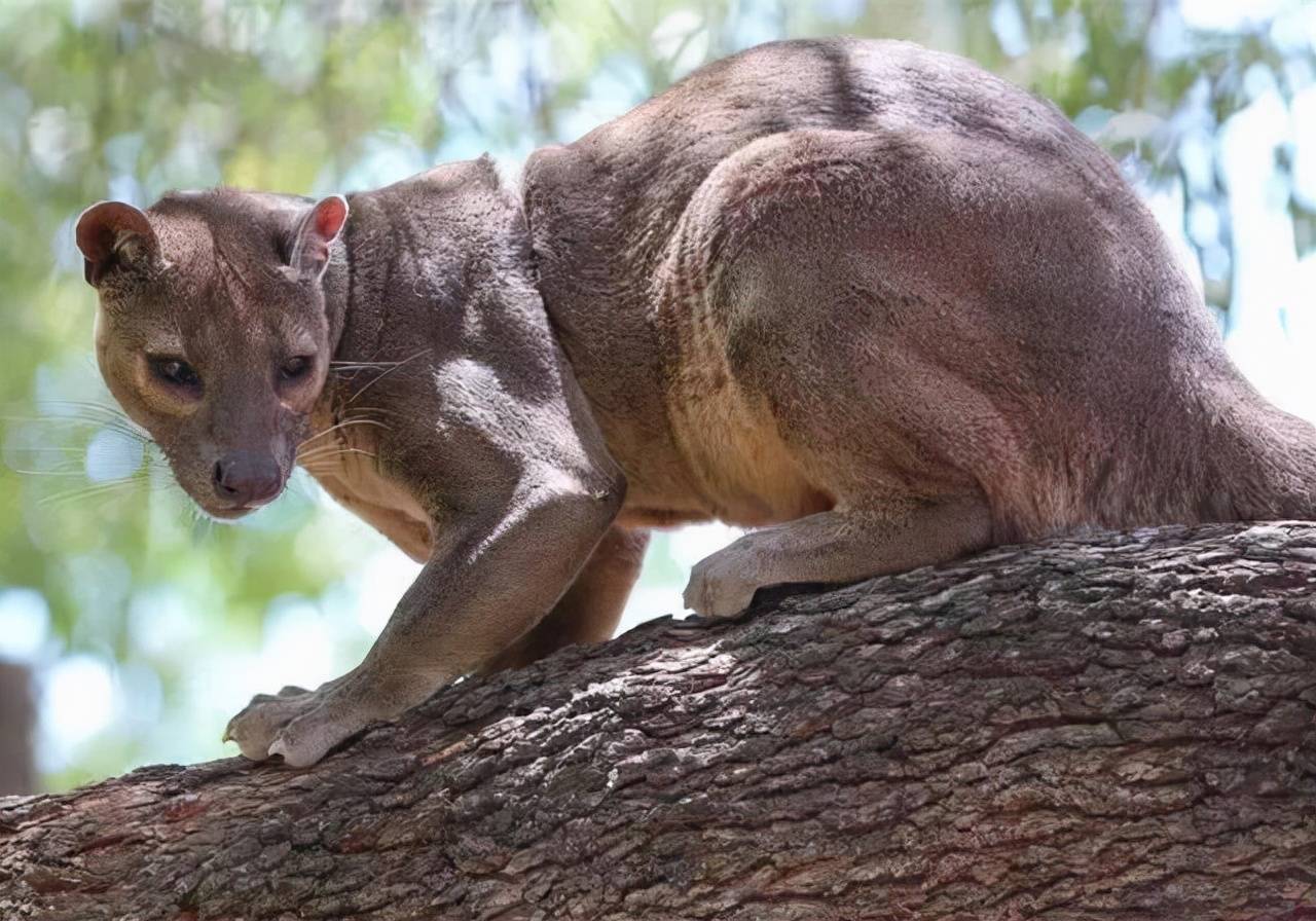 的食肉动物,这主要受制于马达加斯加岛的地理位置,它完全脱离非洲大陆