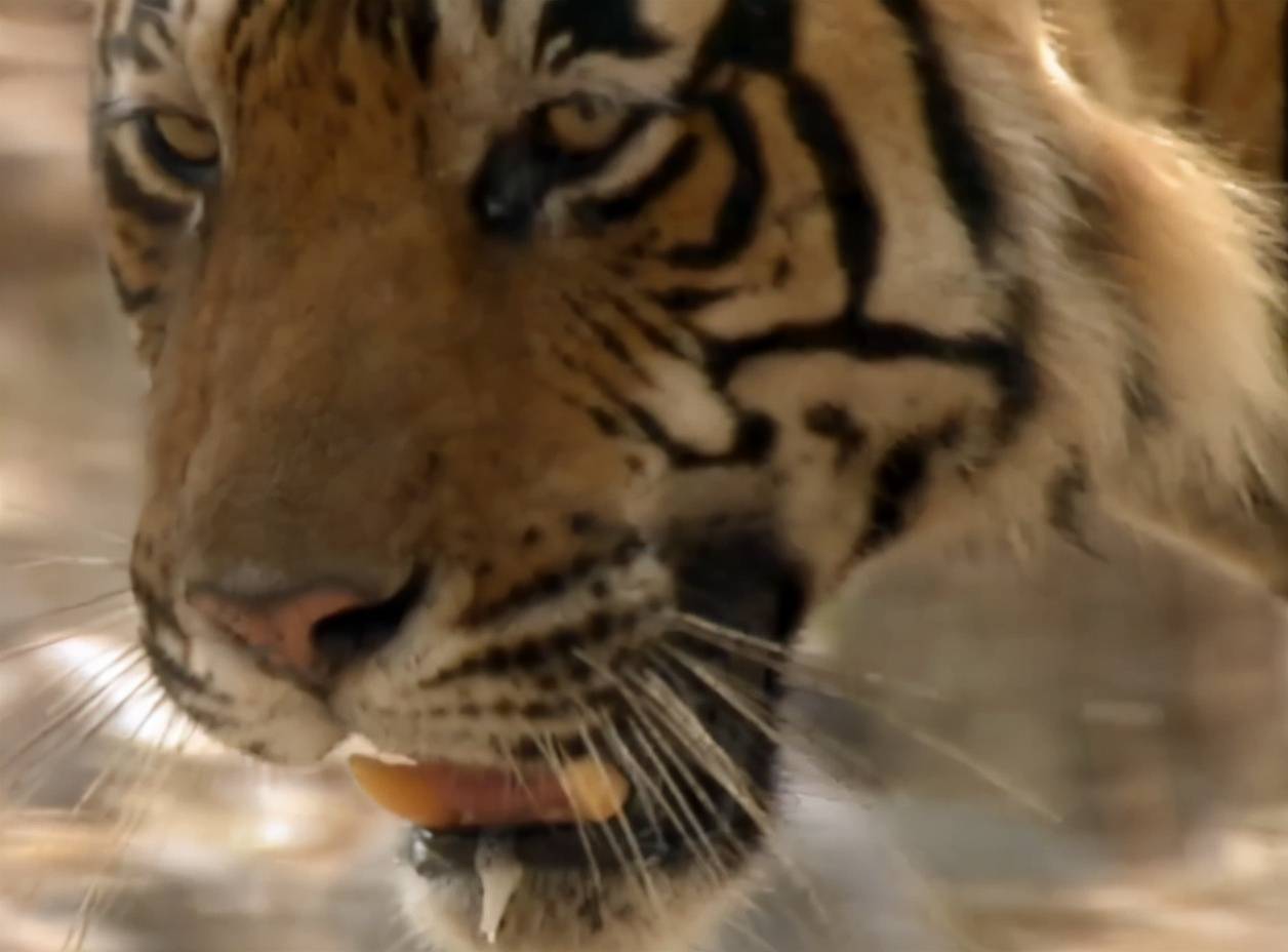 专家都震撼了,母老虎命丧,公老虎竟接手养育3个女儿_桑达丽_萨林_幼虎