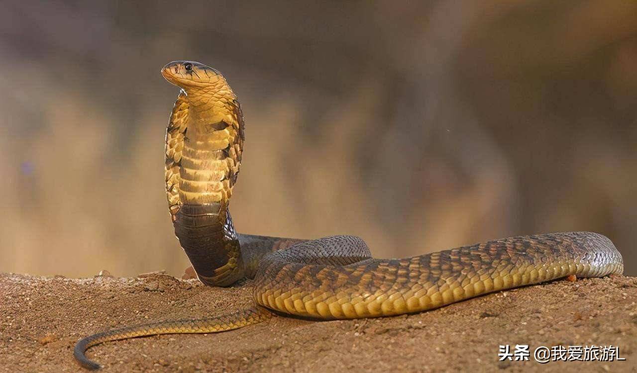 如果蛇没有门牙，它们怎么会嘶嘶声？