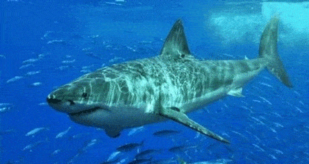 原创世界上最危险的鲨鱼王海洋之中无可匹敌