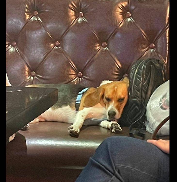 原创带狗狗去ktv唱歌它百无聊赖地躺在沙发上看着尴尬又不失礼貌