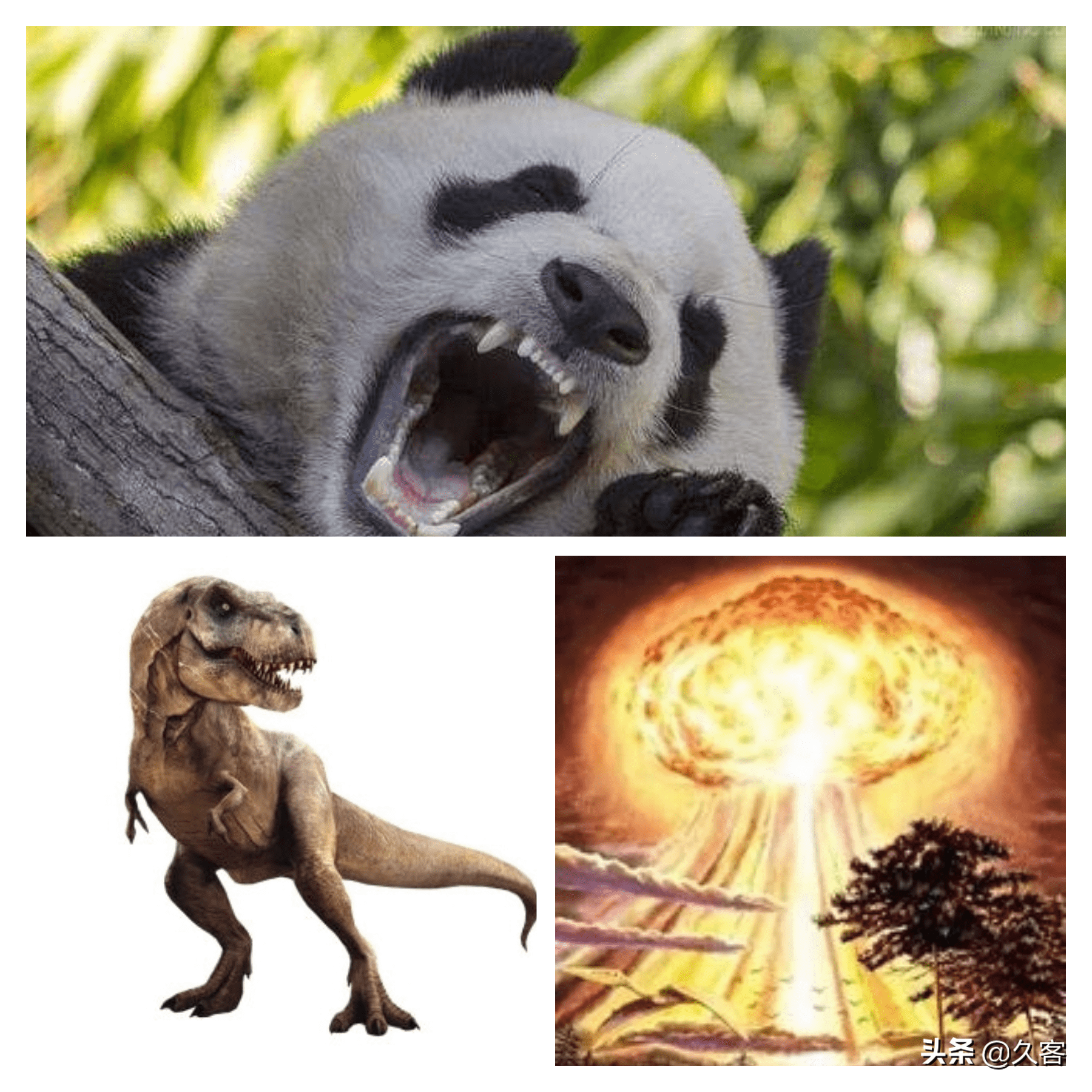 食铁兽的强势崛起与恐龙的突然灭绝01 上古神话中关于熊猫的传说相传
