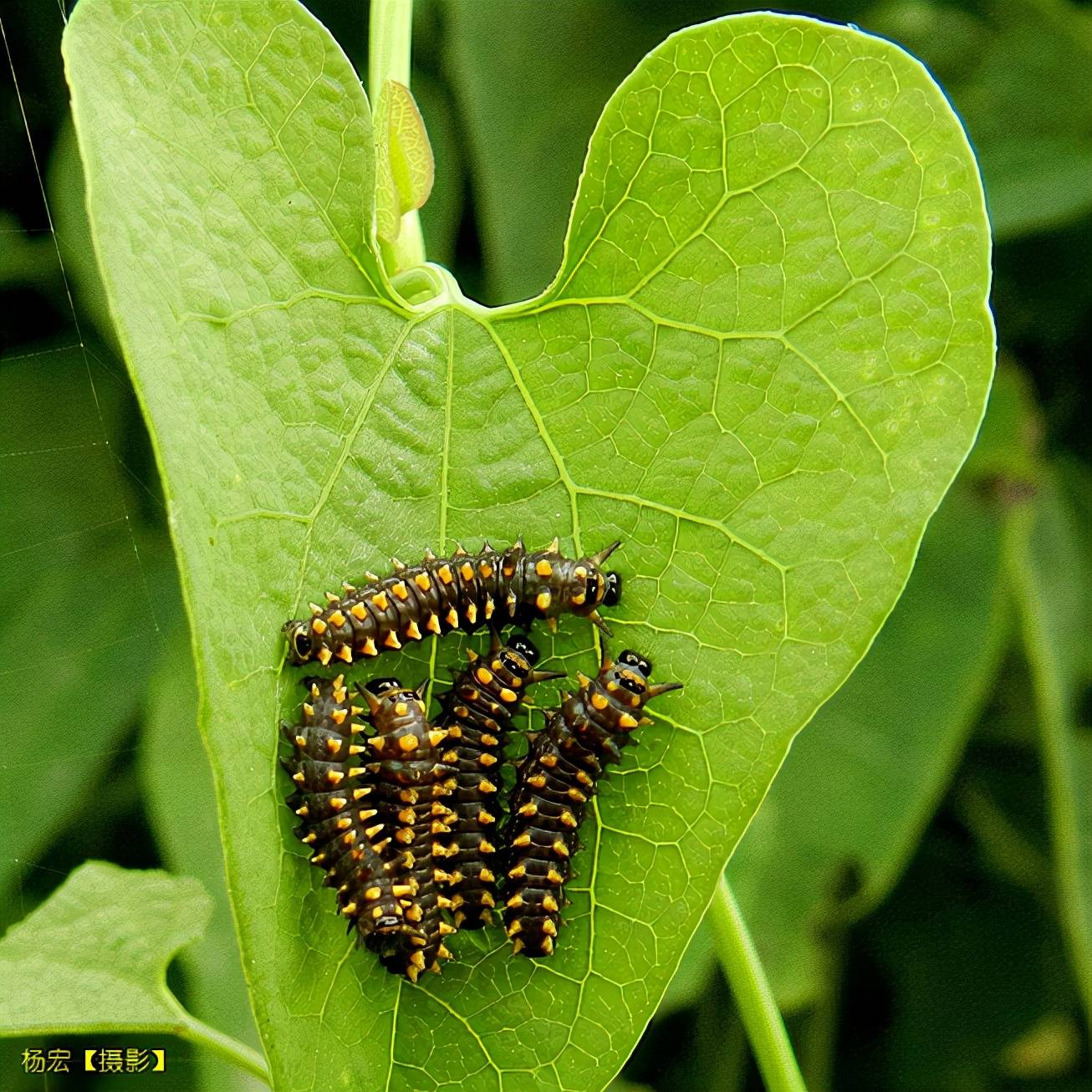 中国蝴蝶丝带凤蝶属生态照片杨宏摄影系列第4集图文