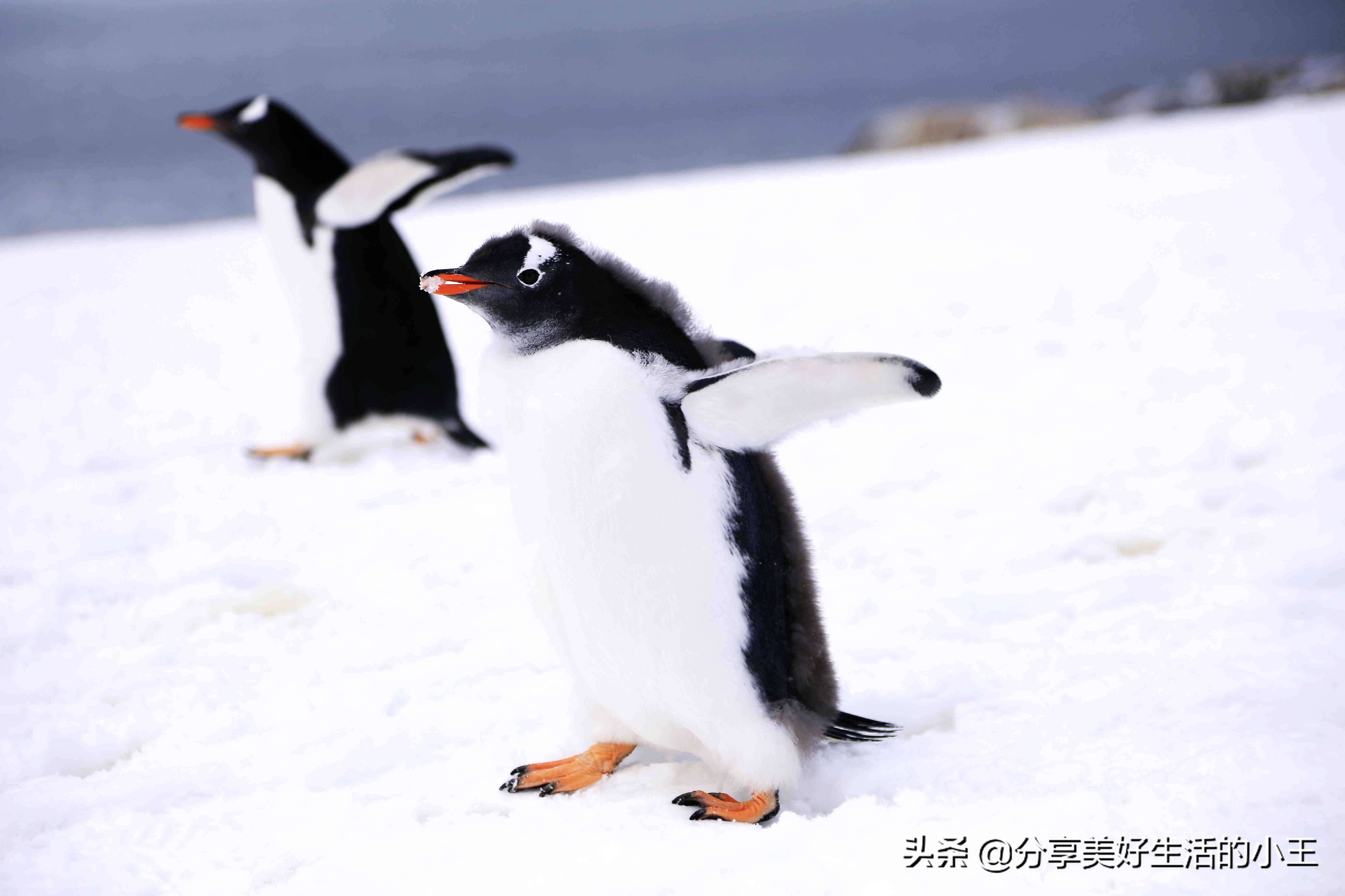 两只企鹅,两只企鹅的图片_大山谷图库