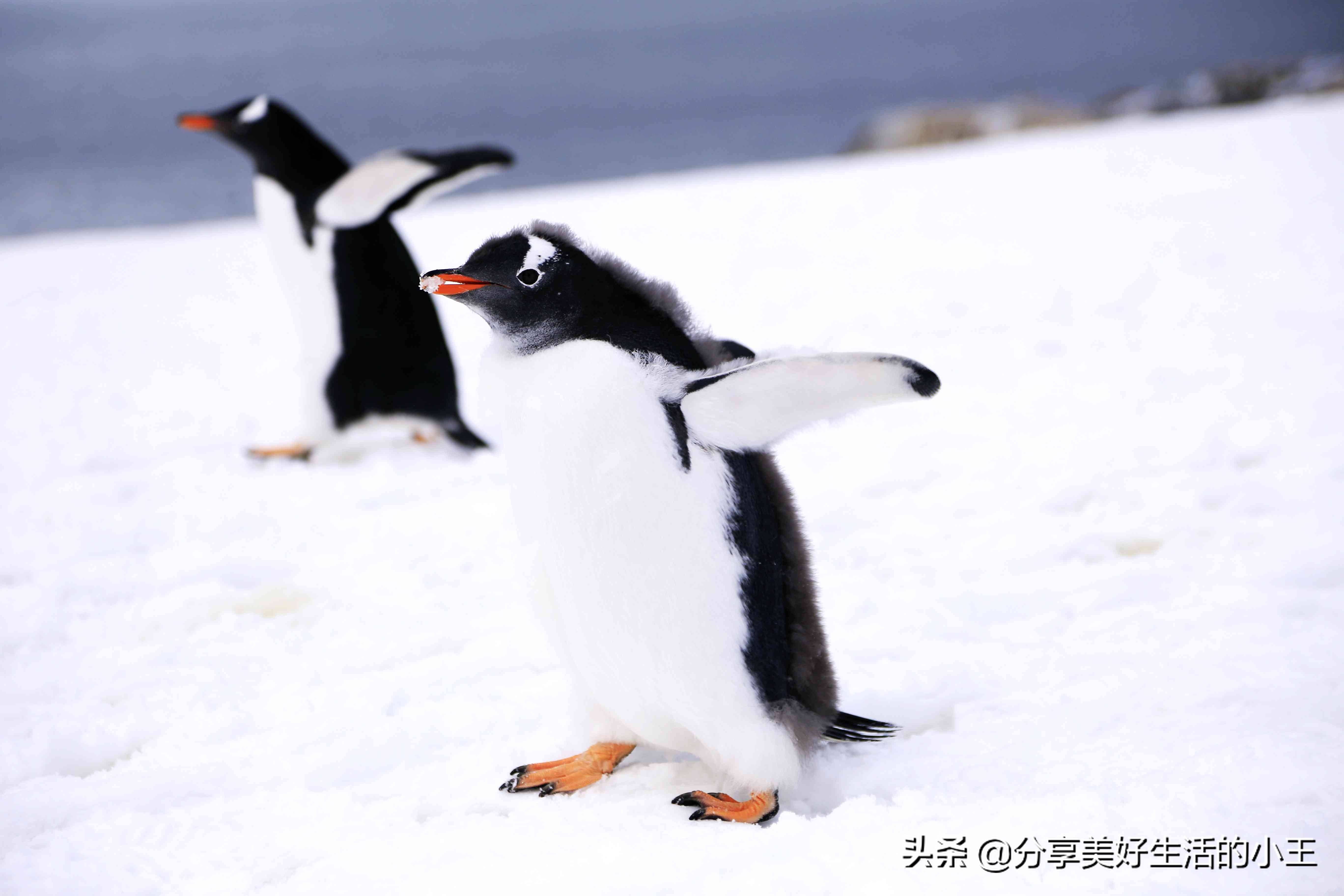 企鹅有多少种图片