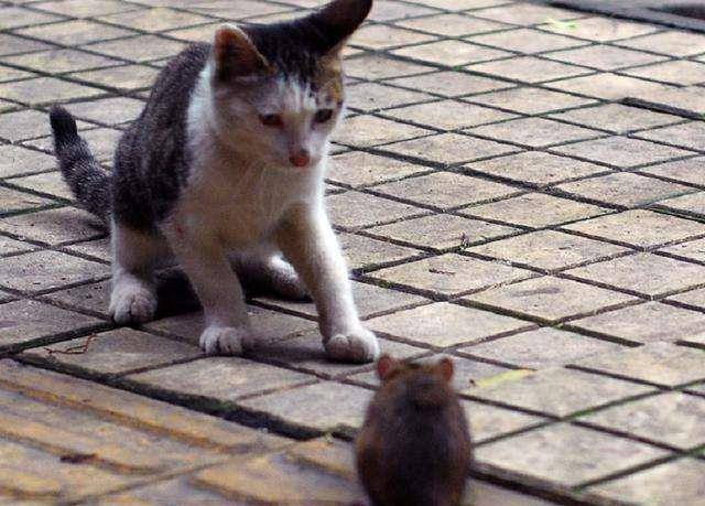 本打算养只猫捉老鼠没想到猫咪被老鼠吓得躲起来