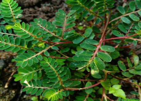 原创农村田野里的野草被称龙珠草有很好的清肝明目功效十分珍贵