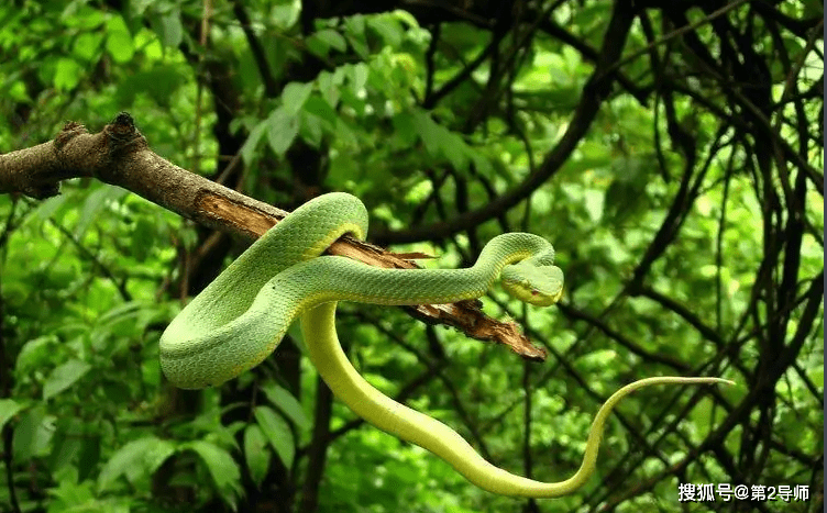 高速公路惊现黄金蟒盘踞车尾?防蛇攻略来啦!_活动_进行_蛇毒