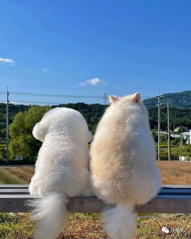 两只小胖狗坐在一起看风景这个背影圆润哭了