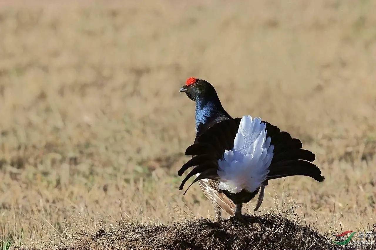 原创美丽的雉科动物图片欣赏是你意想不到的漂亮禽类