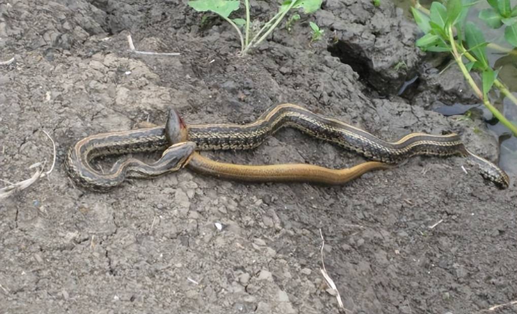 "蛇吃黄鳝—找死",黄鳝是蛇的天敌?它有何厉害之处让蛇害怕?