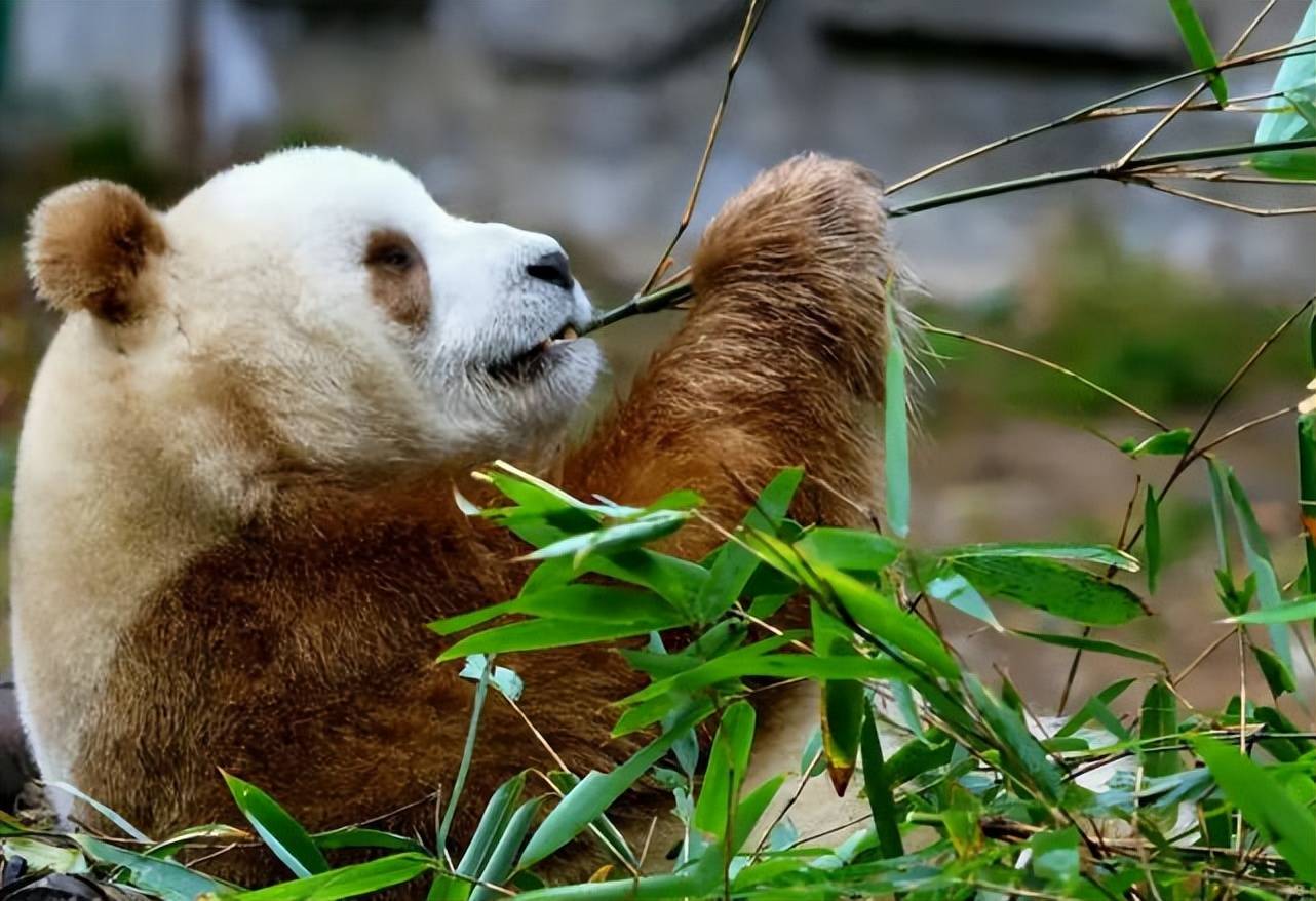 除了丹丹和秦秦之外,人们也在考察工作期间发现过其他的棕色大熊猫