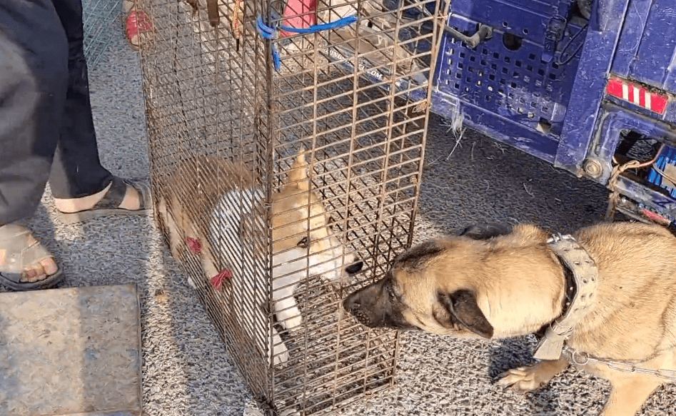 原创210块漂亮柯基上了狗肉车笼里狗狗很不安可大妈却只在意卖狗的钱